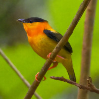 Orange-collared Manakin